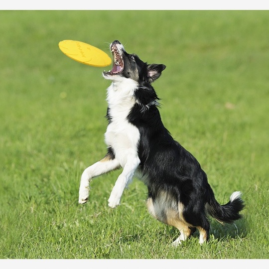 170150002 Rubber flying frisbee